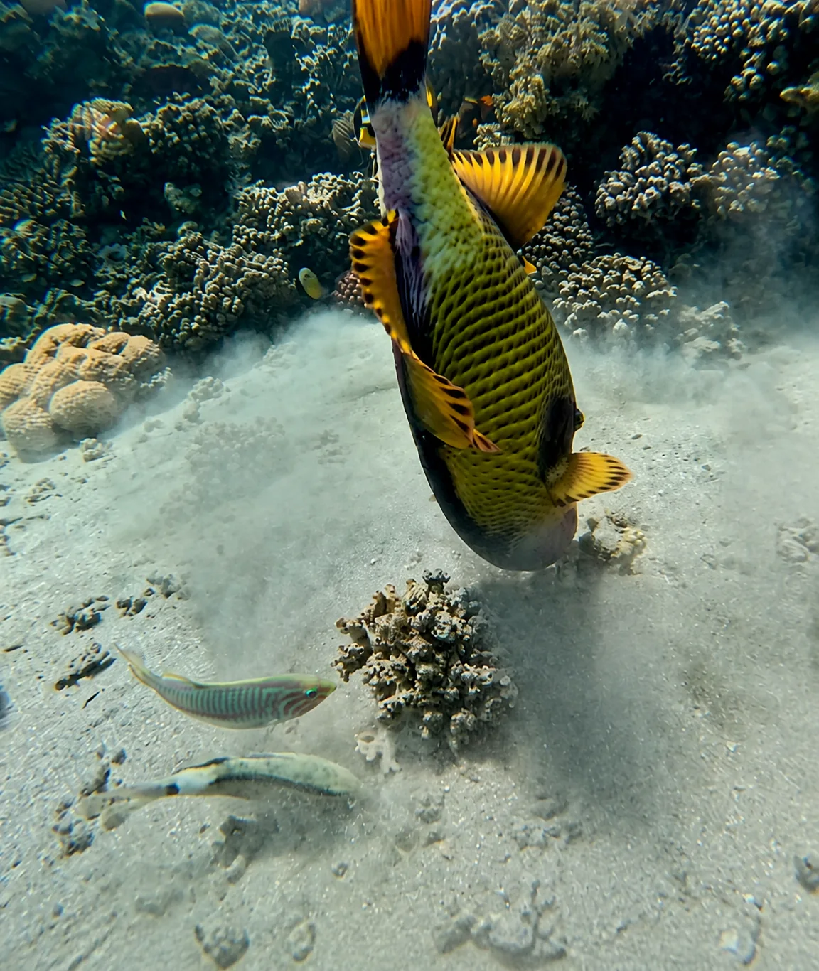Turtle Beach Abu Dabbab trip photo 5