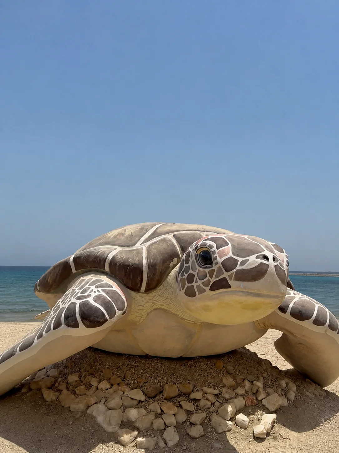 Turtle Beach Abu Dabbab trip photo 7